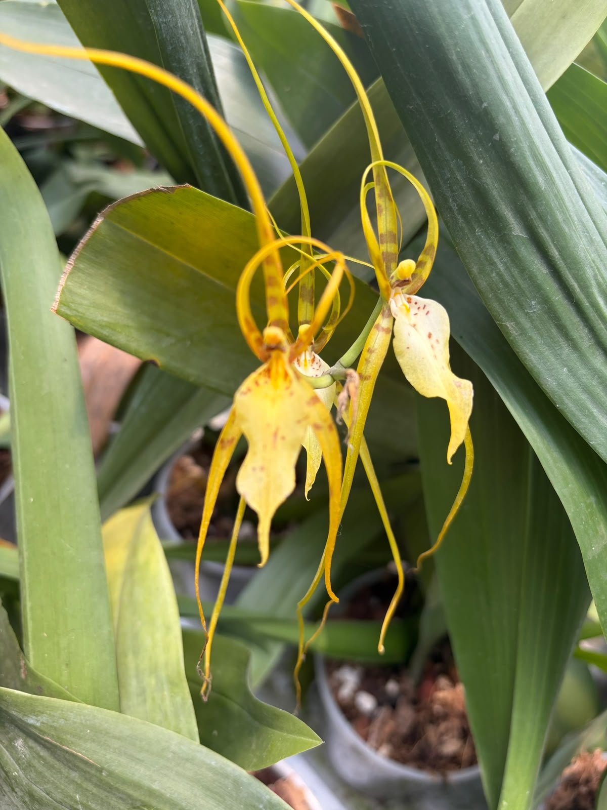 Brassia caudata