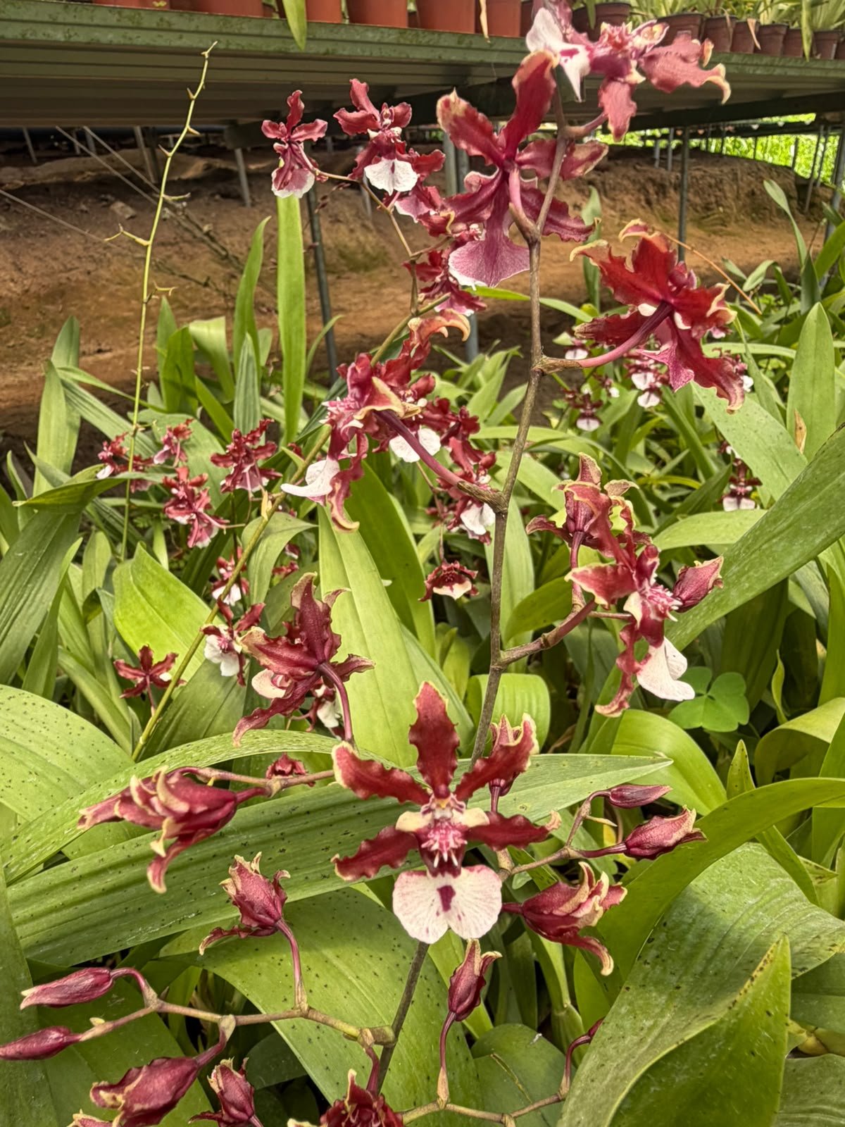 Oncidium  sharry baby