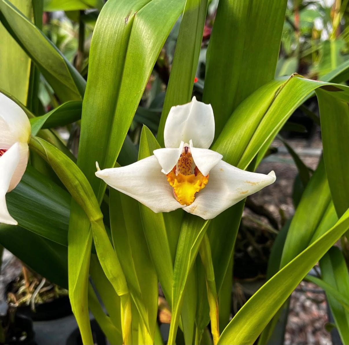 Maxillaria grandiflora