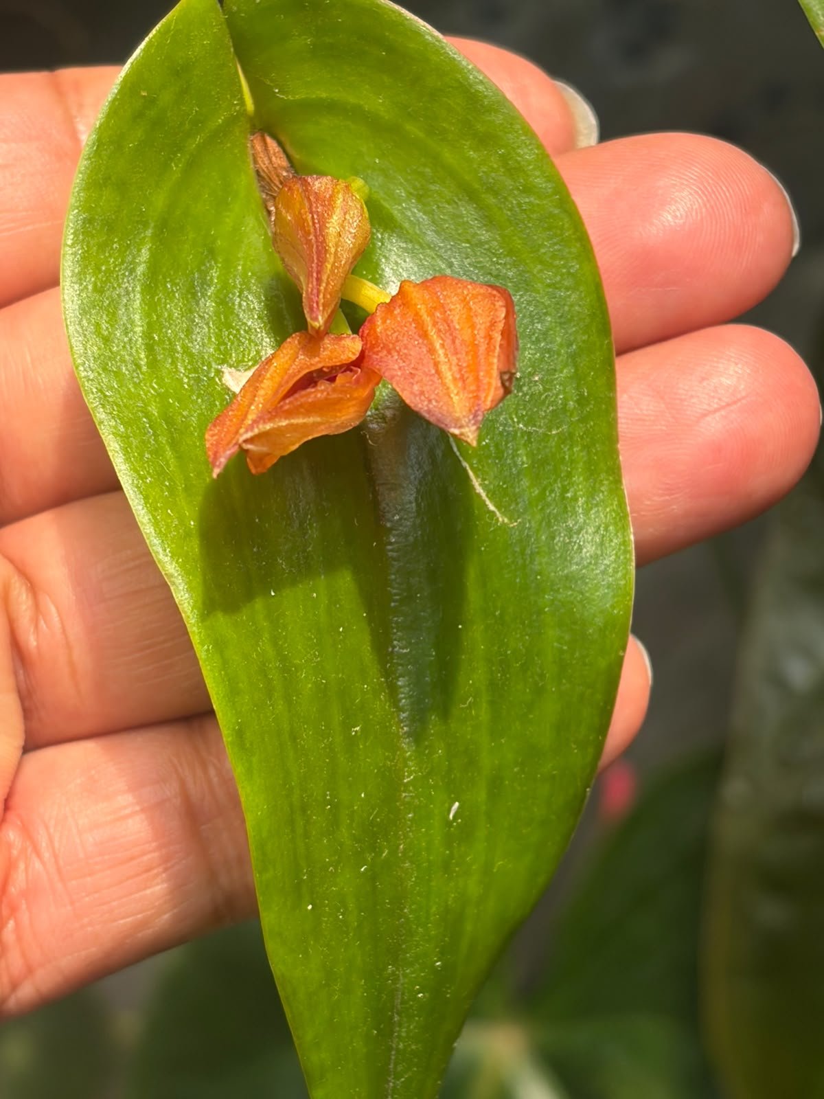 Lephantes niesseniae