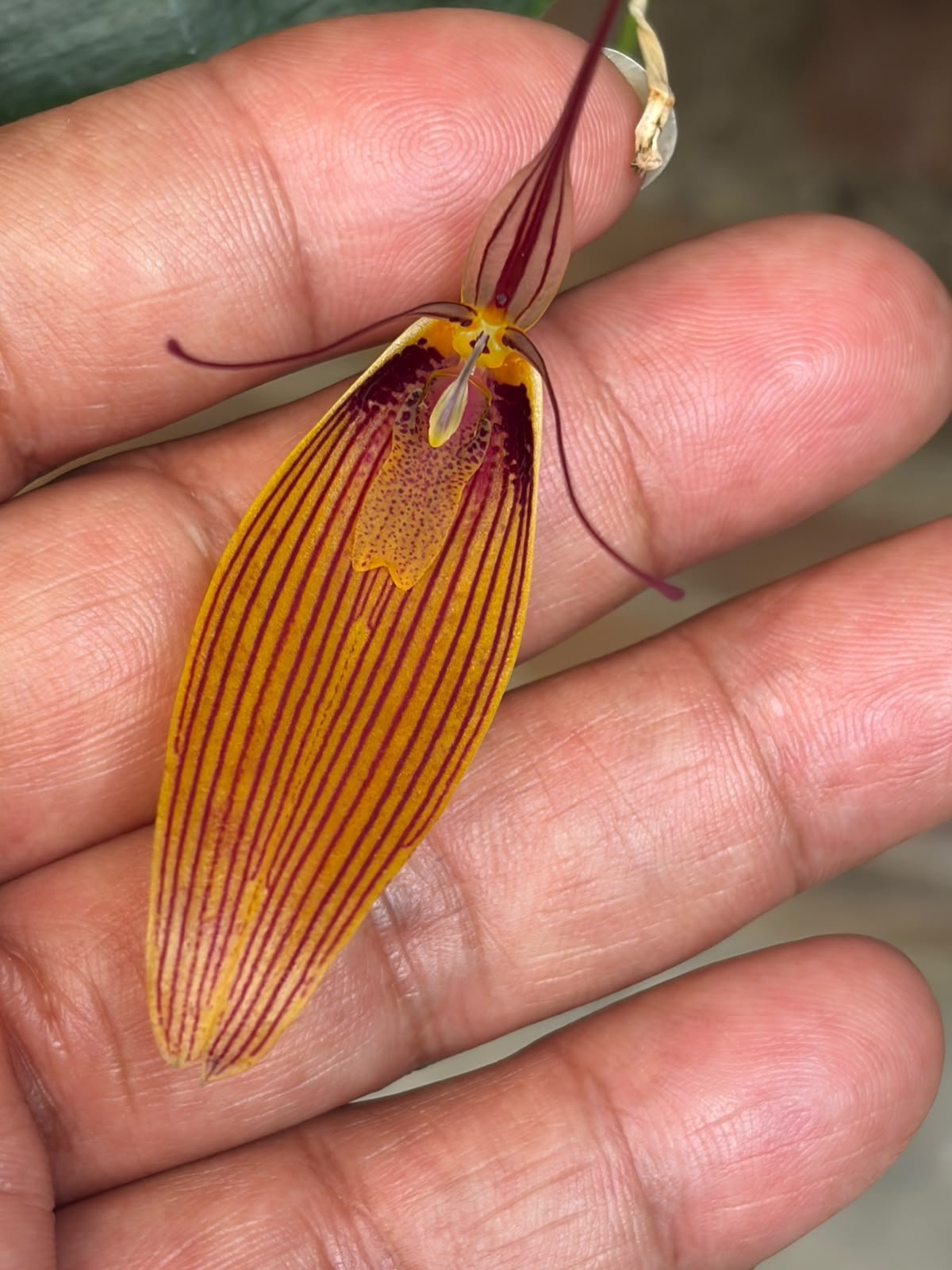 Restrepia