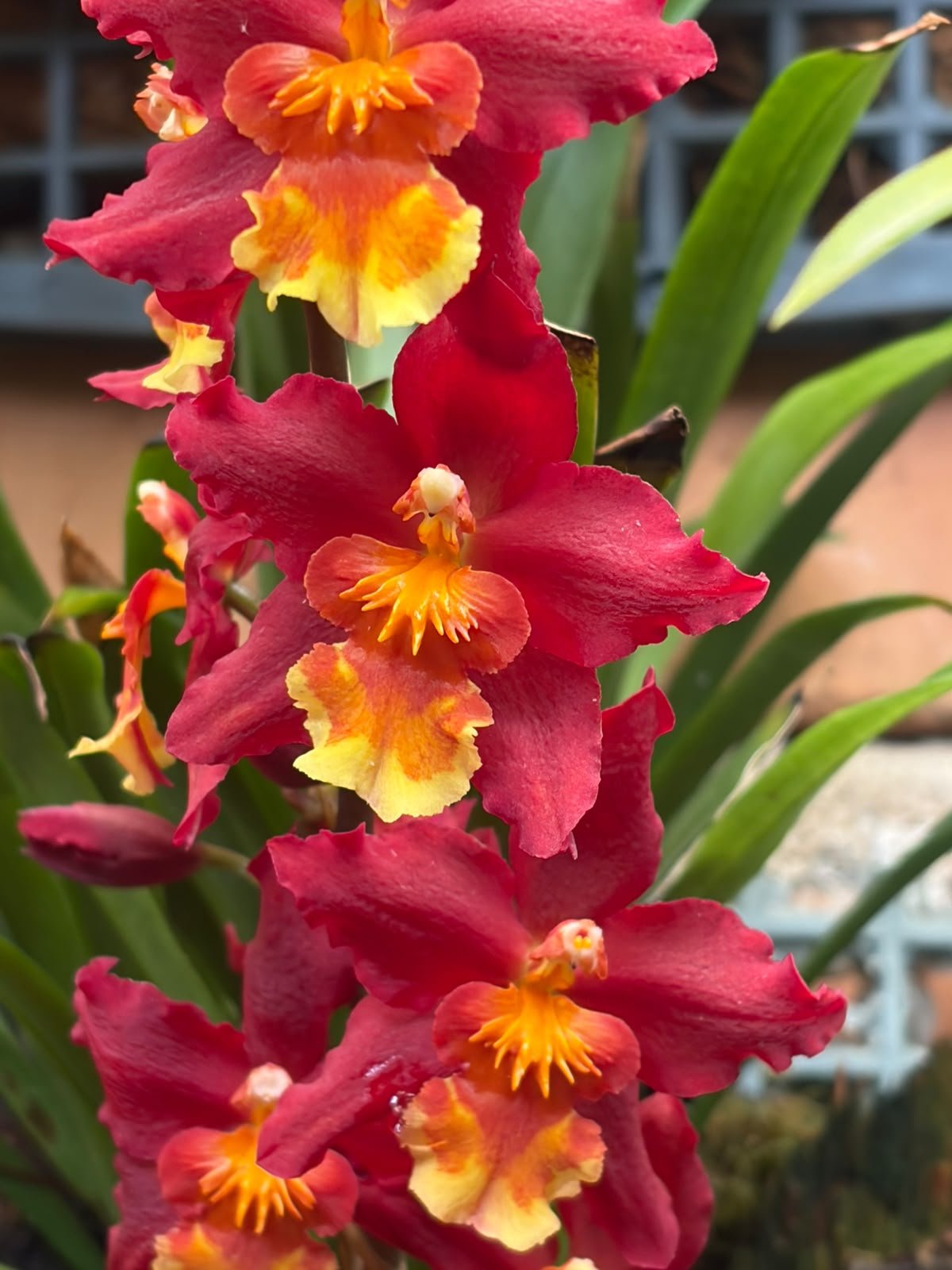 Oncidium oncostele firecat